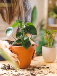 Image of a woman repotting a plant.